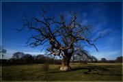 Orton Effect